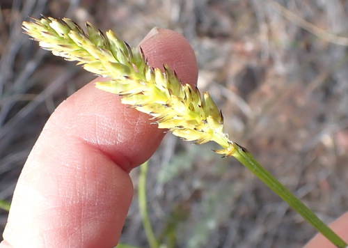 Image of Spike Rootthug by (c) Nicola van Berkel, some rights reserved (CC BY-SA)