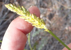 Thesium spicatum