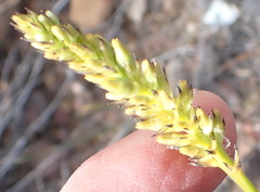 Thesium spicatum