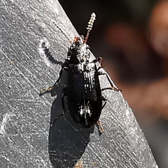 Rabocerus gabrieli