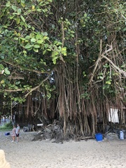 Ficus benghalensis