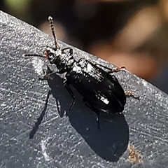Rabocerus gabrieli