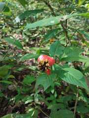 Palicourea tomentosa