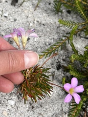 Thecaphora capensis