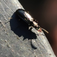 Rabocerus gabrieli