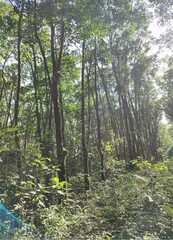 Ficus elastica