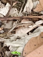 Eciton burchellii