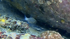 Cheilodipterus macrodon