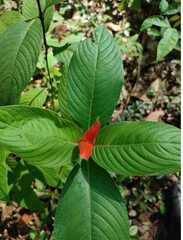 Palicourea tomentosa