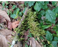 Racopilum cuspidigerum