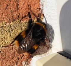 Bombus terrestris audax