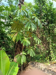 Cecropia obtusifolia