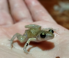 Eleutherodactylus pipilans