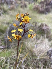 Diuris semilunulata