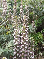 Acanthus