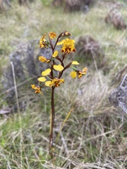 Diuris semilunulata