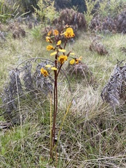 Diuris semilunulata