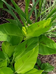 Calathea lutea