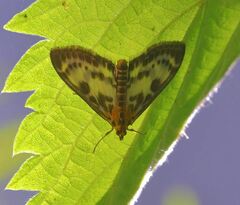 Anania hortulata