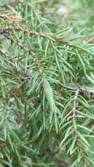 Oligotrophus juniperinus