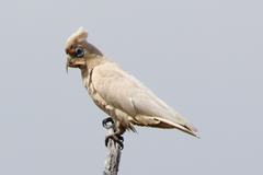 Cacatua pastinator pastinator