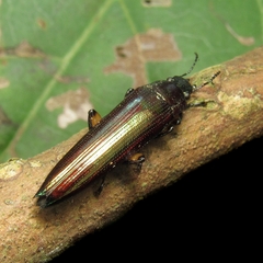 Acropteron