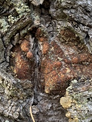 Agrobacterium radiobacter