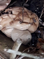 Geastrum