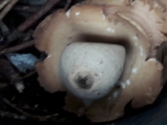 Geastrum