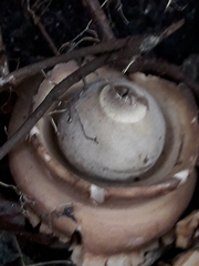Geastrum
