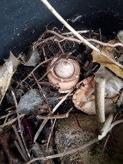Geastrum