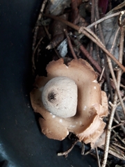 Geastrum