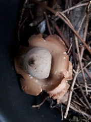 Geastrum