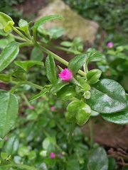 Mesembryanthemum cordifolium