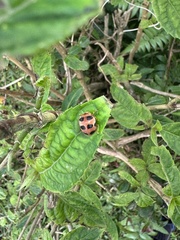 Coccinelloidea