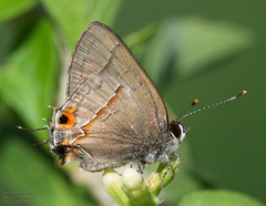 Electrostrymon hugon