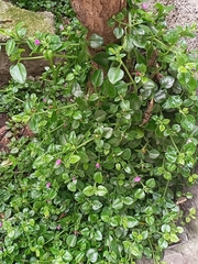 Mesembryanthemum cordifolium