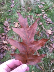 Quercus rubra
