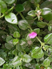 Mesembryanthemum cordifolium