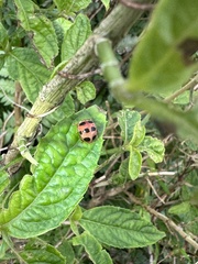 Coccinelloidea