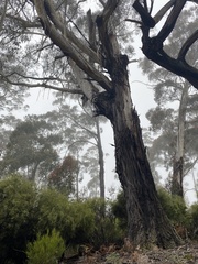 Eucalyptus fraxinoides