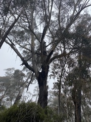 Eucalyptus fraxinoides