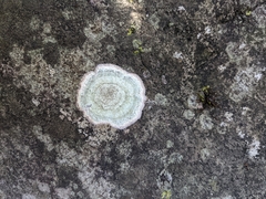 Cryptothecia striata