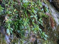 Lysionotus pauciflorus