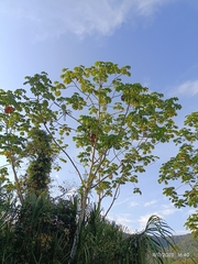 Cecropia obtusifolia