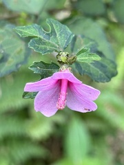 Urena procumbens