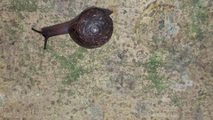 Sphaerospira fraseri