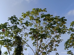 Cecropia obtusifolia