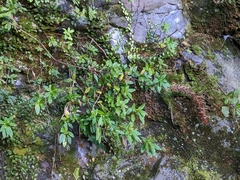 Lysionotus pauciflorus