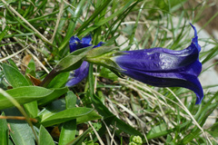 Gentiana clusii